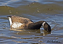 Branta bernicla